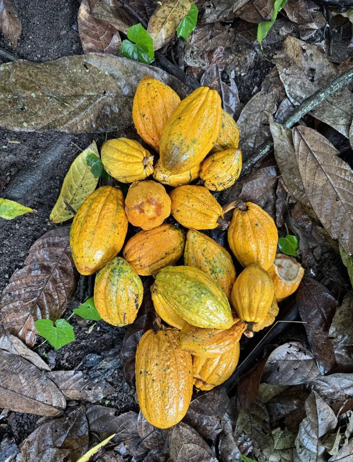Chuncho cacao harvest.