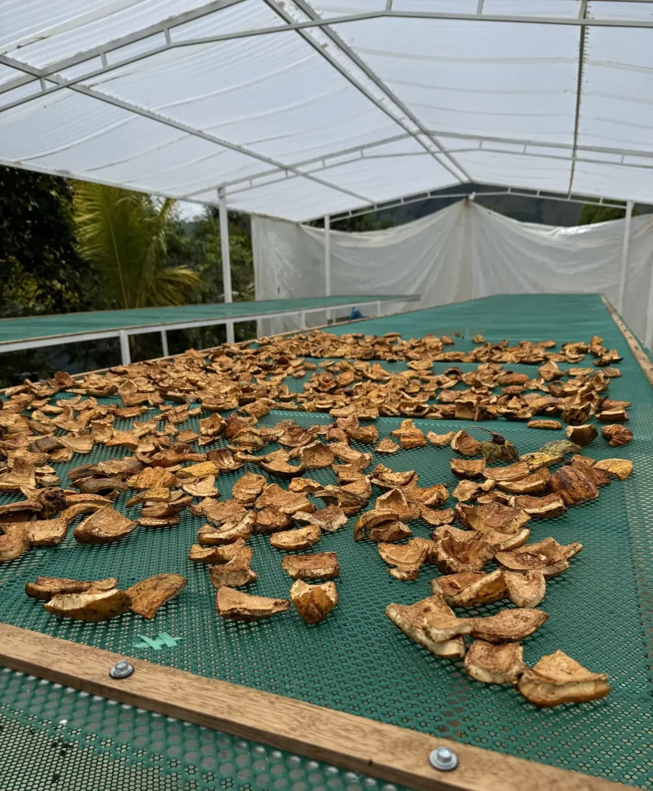 Cacao husk drying on mesh tables.