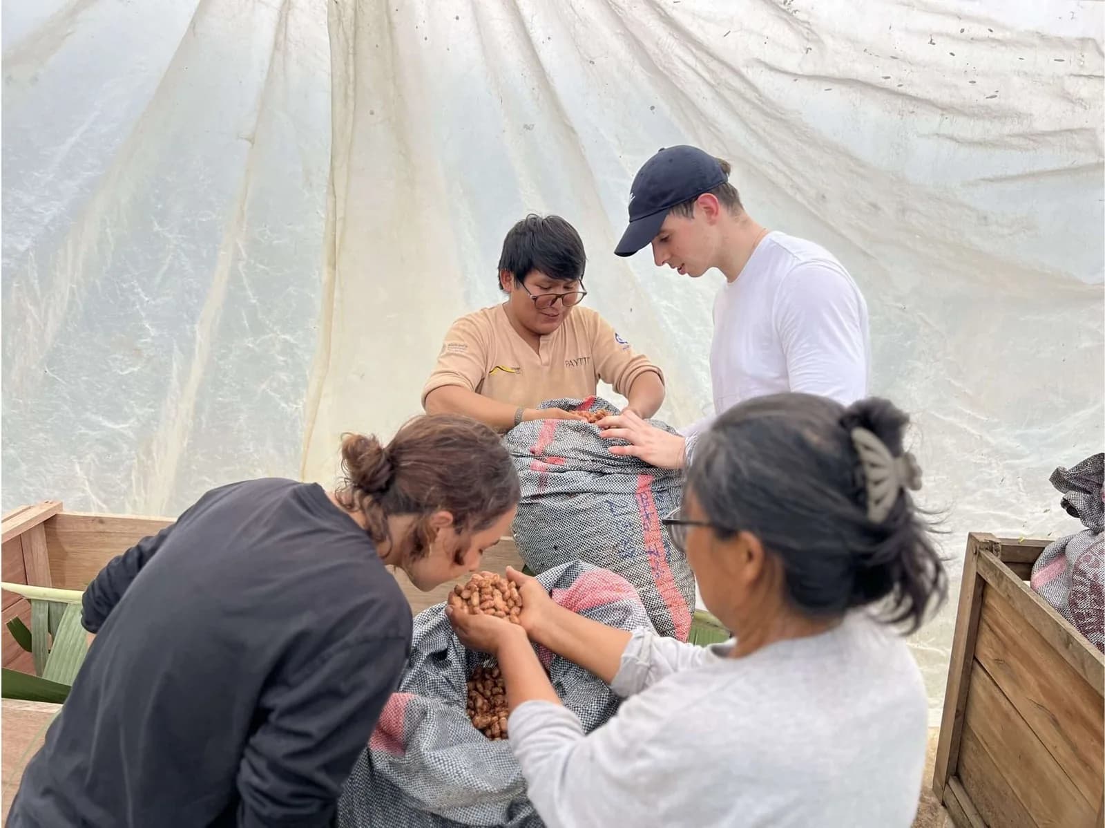 The team working with cacao in the field.